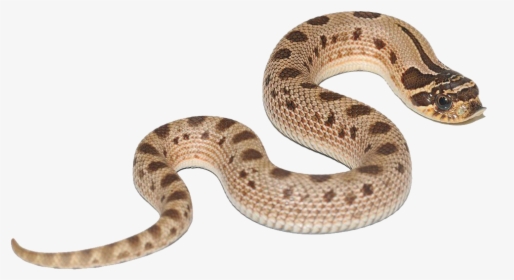 Anaconda Free Png Images - Hognose Snake Conda Morph, Transparent Png, Transparent PNG