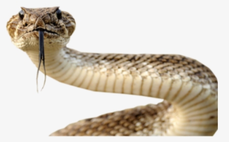 Anaconda Png Transparent Images - Snake Head Transparent Background, Png Download, Transparent PNG