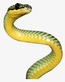 Rattlesnake Reptile Vipers Elapidae - Serpent Png, Transparent Png, Transparent PNG