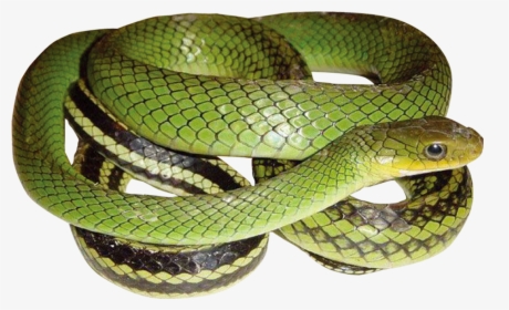 Green Snake With Transparent - Ptyas Nigromarginata, HD Png Download, Transparent PNG