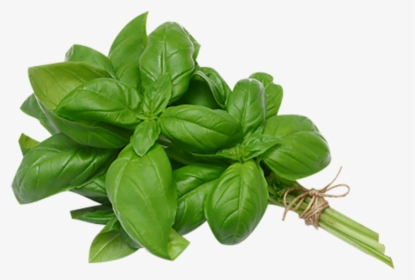 Bunch Basil Leaves - Basil Leaves In Spanish, HD Png Download, Transparent PNG