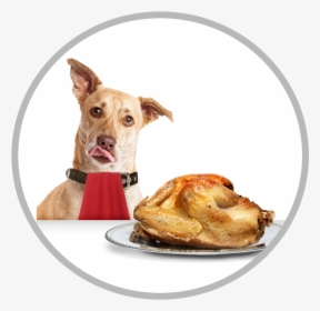 Dogs And Turkey, HD Png Download, Transparent PNG