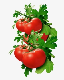 Tomato Basil, Hd Png Download , Png Download - Tomato For Kidney Stones, Transparent Png, Transparent PNG