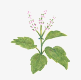 Holy Basil Free Pictures - Heal-all, HD Png Download, Transparent PNG