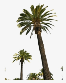 Palm Tree Png Transparent Images - Real Palm Tree Transparent, Png Download, Transparent PNG