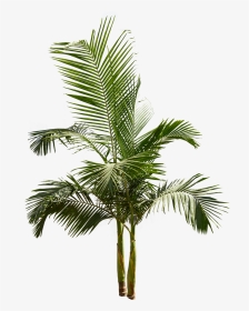 King Palm Tree Png , Png Download - King Palm Tree Png, Transparent Png, Transparent PNG