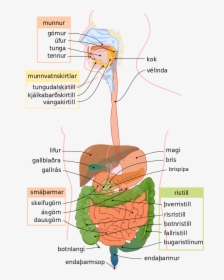 Digestive System Diagram, HD Png Download, Transparent PNG