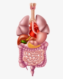 Illustrated Image Representing The Human Digestive - Human Digestive System Png, Transparent Png, Transparent PNG