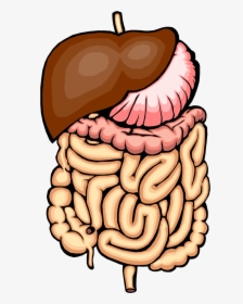 Digestive System Clip Art - Digestive System No Parts, HD Png Download, Transparent PNG