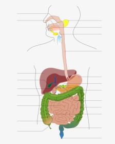 Digestive System Diagram No Labels, HD Png Download, Transparent PNG