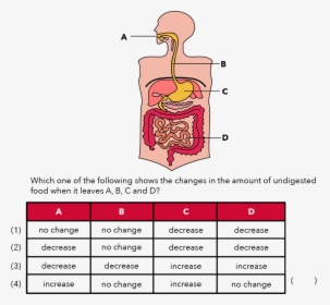 Psle Human Digestive System, HD Png Download, Transparent PNG
