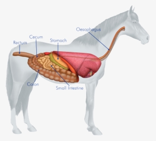 Body Systems Of Horse, HD Png Download, Transparent PNG