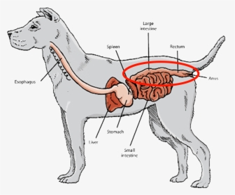 Short Digestive Tracts And Gastrointestinal Systems, - Carnivore Guts, HD Png Download, Transparent PNG