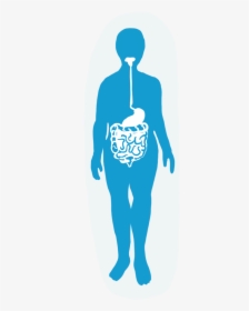 Digestive System - Illustration, HD Png Download, Transparent PNG