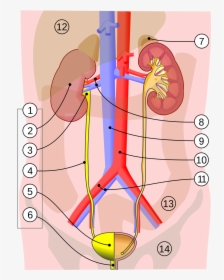 Urinary System, HD Png Download, Transparent PNG
