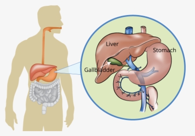 Liver Pancreas And Gallbladder, HD Png Download, Transparent PNG