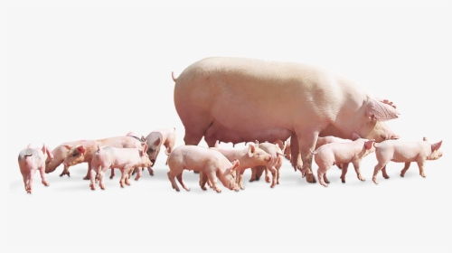 Sow With Piglets Png, Transparent Png, Transparent PNG