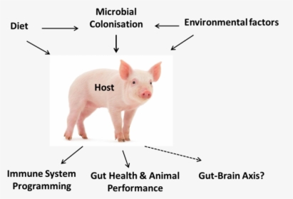 Piglet Model Gut Microbiota, HD Png Download, Transparent PNG