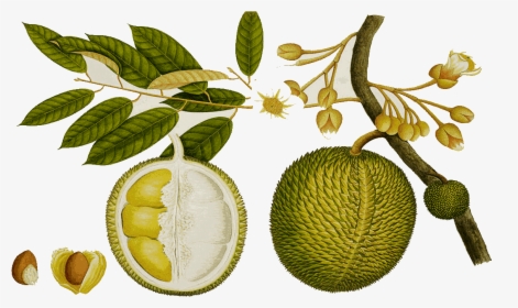 Durian Tree Clipart - Jackfruit Botanical Drawing, HD Png Download, Transparent PNG