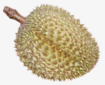 #ftesticker #fruit #durian #thaifruits #food #thailand - Durian, HD Png Download, Transparent PNG