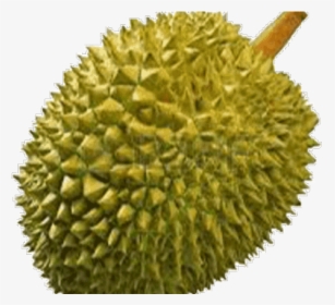 Durian Png, Transparent Png, Transparent PNG