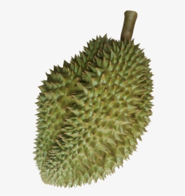 Durian, HD Png Download, Transparent PNG