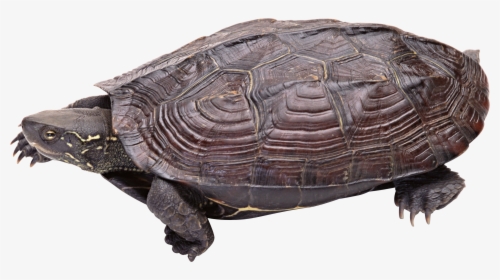Transparent Turtle Clipart Png - Snapping Turtle Transparent Background, Png Download, Transparent PNG