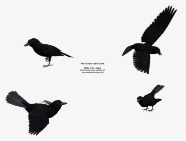 Rook Common Raven Baltimore Ravens Free Content Clip - Ravens Public Domain, HD Png Download, Transparent PNG