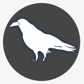 Common Raven Baltimore Ravens Drawing Clip Art - White Ravens Transparent Background, HD Png Download, Transparent PNG