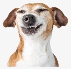 Your Pet Will Love The Care - Funny Dog Transparent Background, HD Png Download, Transparent PNG