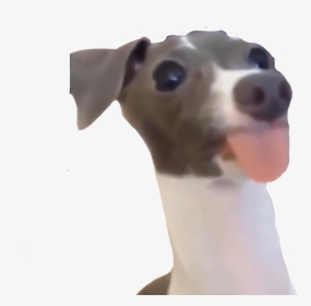 #dog #vine #funny #meme #yeet - Italian Greyhound, HD Png Download, Transparent PNG