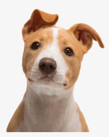 Jack Russell Terrier Bull Terrier Puppy - Cute Dog Face Png, Transparent Png, Transparent PNG