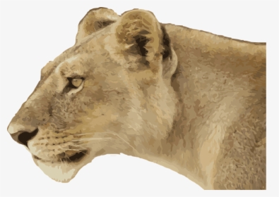 Lioness, Animal, Wild, Wildlife, Predator, Cat, Jungle - Female Lion Side View, HD Png Download, Transparent PNG