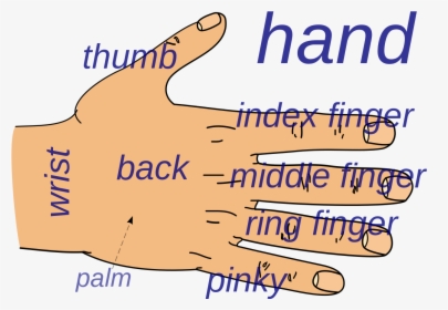 Transparent Back Of Hand Png - Name Of Hand Part, Png Download, Transparent PNG
