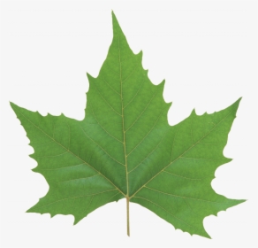 Now You Can Download Green Leaves Png In High Resolution - Green Maple Leaf Png, Transparent Png, Transparent PNG