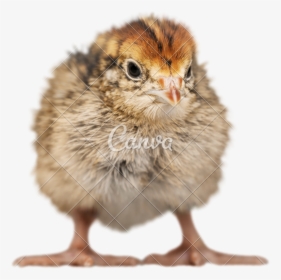 Chick Transparent 2 Baby - Chicken, HD Png Download, Transparent PNG