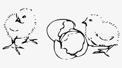 Chicks Hatching Clip Arts - Chick Clip Art Outline, HD Png Download, Transparent PNG