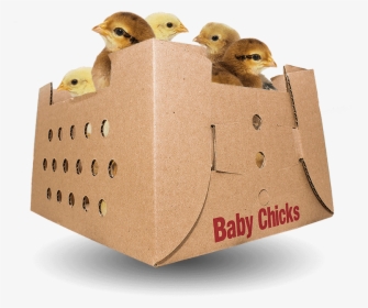 Baby Chicks For Sale By Mail Order Poultry - American Mourning Dove, HD Png Download, Transparent PNG