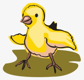 Transparent Baby Chicks Clipart - Baby Bird Clipart, HD Png Download, Transparent PNG