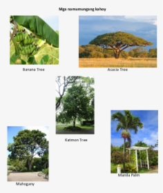 Transparent Banana Tree Png - Namumungang Kahoy, Png Download, Transparent PNG