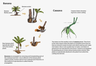 How Do Plants Reproduce Sexually - Flower, HD Png Download, Transparent PNG
