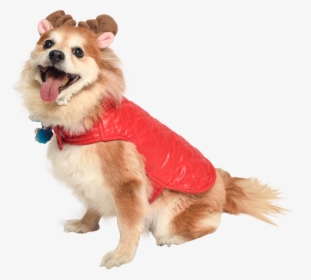 Dog In Holiday Jacket And Reindeer Antlers Cat In Santa - Cut Out Dogs, HD Png Download, Transparent PNG