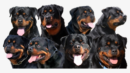 Transparent Rottweiler Png - South African Rottweiler, Png Download, Transparent PNG