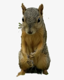 Free Squirrel Clipart - Fox Squirrel, HD Png Download, Transparent PNG