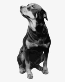 Rottweiler Svg Clip Arts - Dogs Rottweiler Black And White, HD Png Download, Transparent PNG