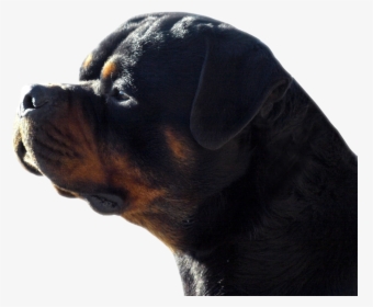 Rottweiler, HD Png Download, Transparent PNG