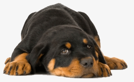 Clipart Rottweiler With Transparent, HD Png Download, Transparent PNG