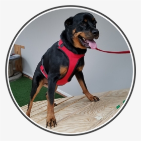 Doggy2 - Rottweiler, HD Png Download, Transparent PNG