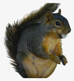 Squirrel Clipart Ground Squirrel - Fox Squirrel, HD Png Download, Transparent PNG