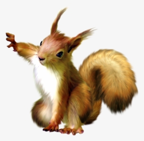 Squirrel Transparent, HD Png Download, Transparent PNG